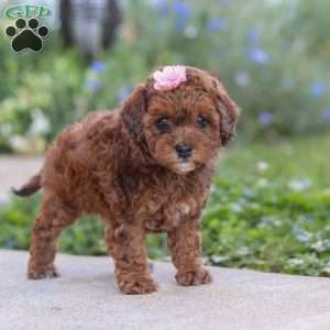 Lexi, Cavapoo Puppy