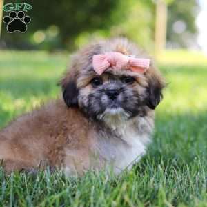 Lexi, Lhasa Apso Puppy