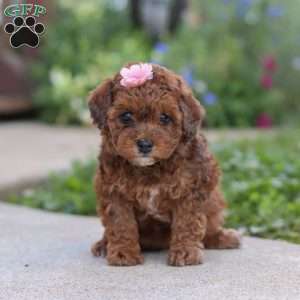 Lexi, Cavapoo Puppy