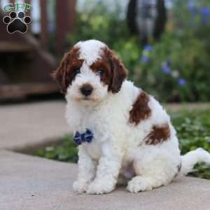 Liam, Cavapoo Puppy
