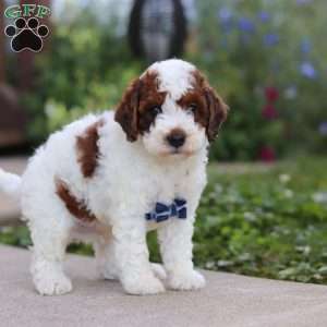 Liam, Cavapoo Puppy