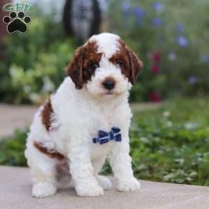 Liam, Cavapoo Puppy