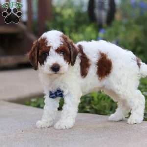 Liam, Cavapoo Puppy