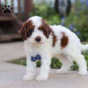 Liam, Cavapoo Puppy