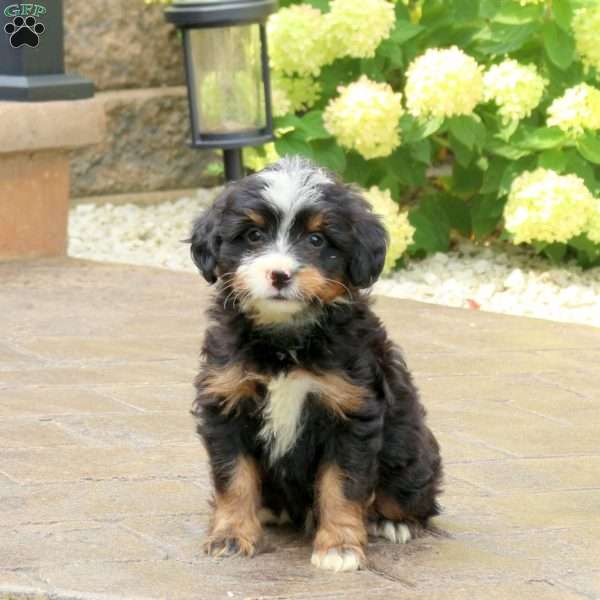 Liam, Mini Bernedoodle Puppy