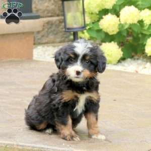 Liam, Mini Bernedoodle Puppy