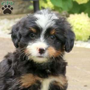 Liam, Mini Bernedoodle Puppy
