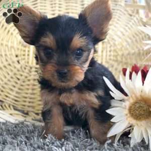 Liam, Yorkie Puppy