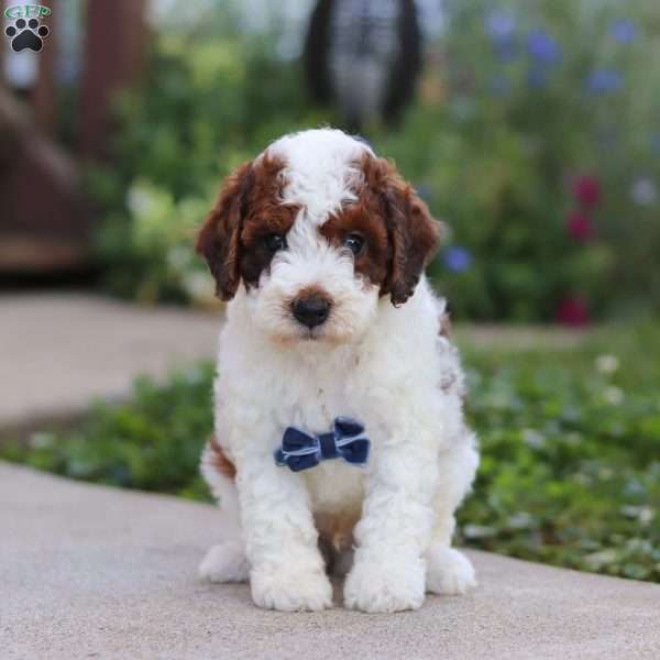 Liam, Cavapoo Puppy