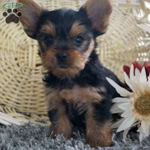 Liam, Yorkie Puppy