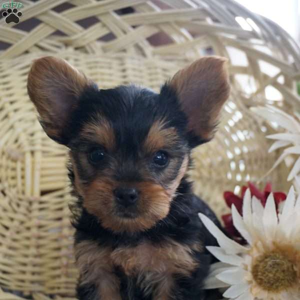 Liam, Yorkie Puppy