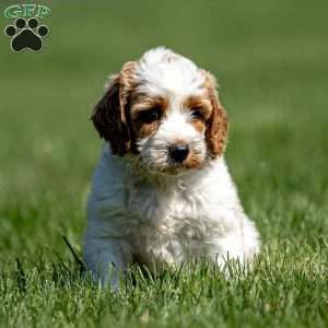 Lila, Mini Goldendoodle Puppy