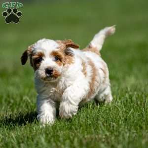 Lila, Mini Goldendoodle Puppy