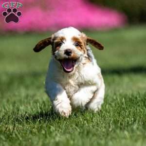 Lila, Mini Goldendoodle Puppy