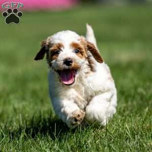 Lila, Mini Goldendoodle Puppy