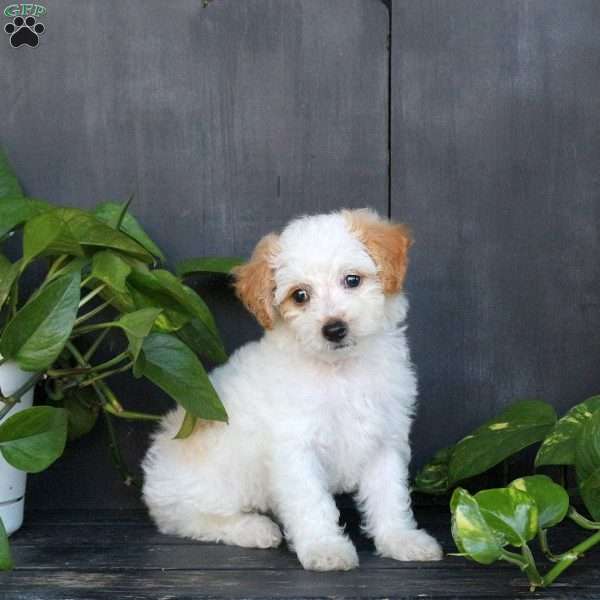 Lila, Bich-Poo Puppy