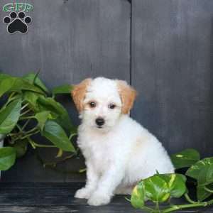 Lila, Bich-Poo Puppy