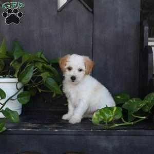 Lila, Bich-Poo Puppy