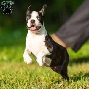 Lilac, Boston Terrier Puppy