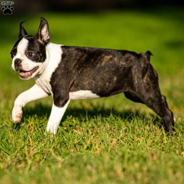 Lilac, Boston Terrier Puppy