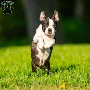 Lilac, Boston Terrier Puppy