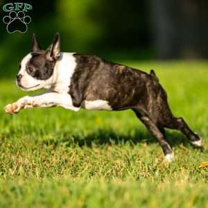 Lilac, Boston Terrier Puppy