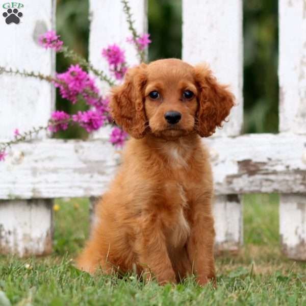 Lilac, Cockapoo Puppy