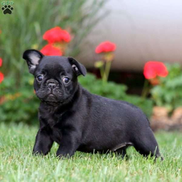 Lilac, French Bulldog Mix Puppy