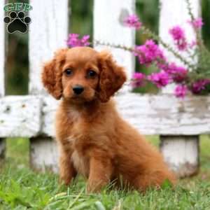 Lilac, Cockapoo Puppy