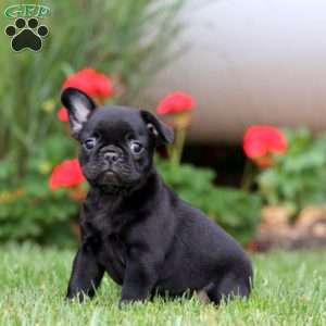 Lilac, French Bulldog Mix Puppy