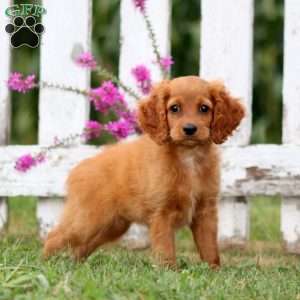 Lilac, Cockapoo Puppy