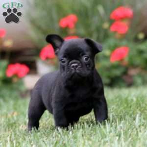 Lilac, French Bulldog Mix Puppy
