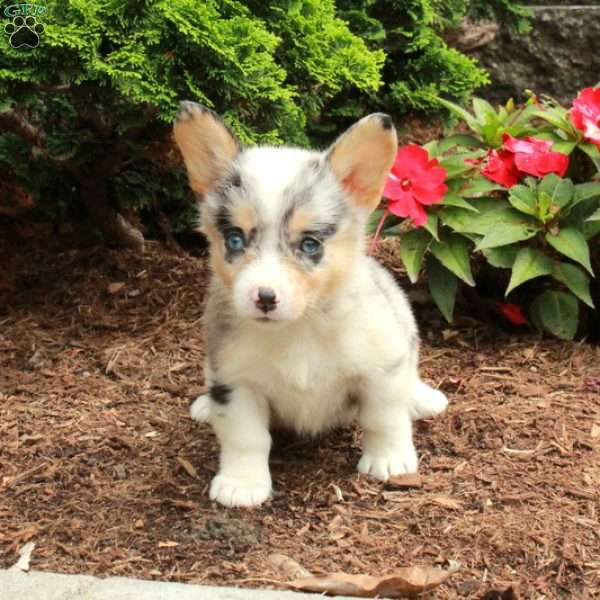 Lilly, Pembroke Welsh Corgi Puppy