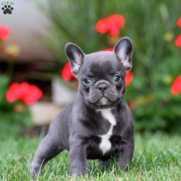 Lilly, French Bulldog Mix Puppy