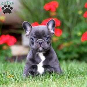 Lilly, French Bulldog Mix Puppy