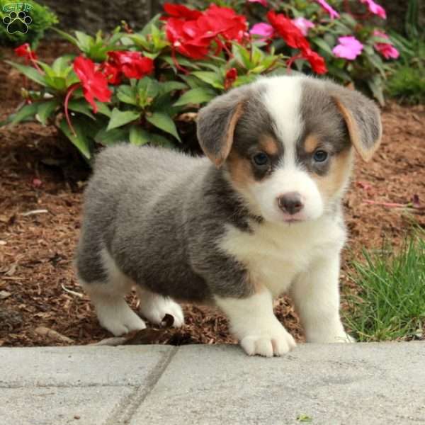 Lilo, Pembroke Welsh Corgi Puppy