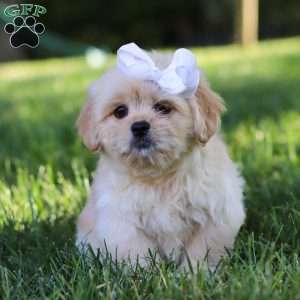 Lily, Lhasa Apso Puppy