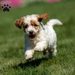 Lily, Mini Goldendoodle Puppy