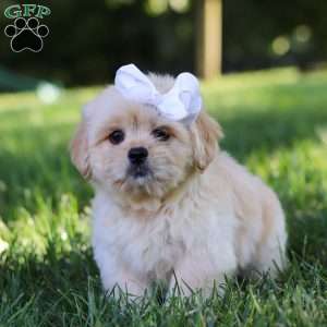 Lily, Lhasa Apso Puppy