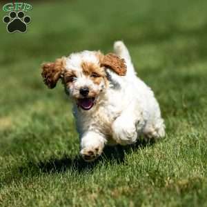 Lily, Mini Goldendoodle Puppy