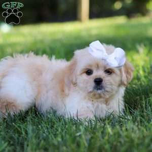 Lily, Lhasa Apso Puppy