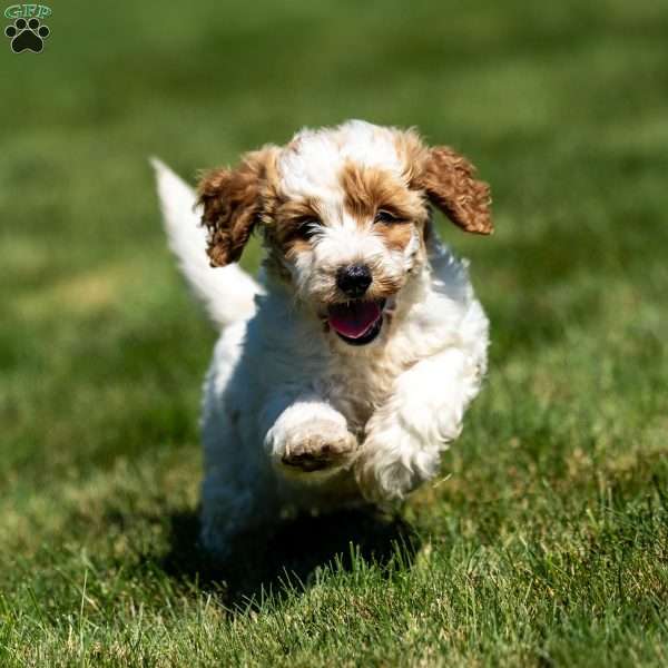 Lily, Mini Goldendoodle Puppy