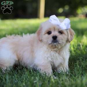 Lily, Lhasa Apso Puppy