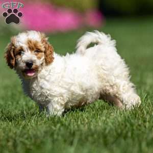 Lily, Mini Goldendoodle Puppy