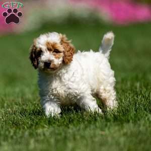 Lily, Mini Goldendoodle Puppy