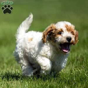 Lily, Mini Goldendoodle Puppy