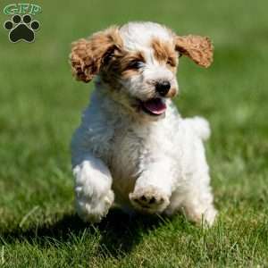 Lily, Mini Goldendoodle Puppy