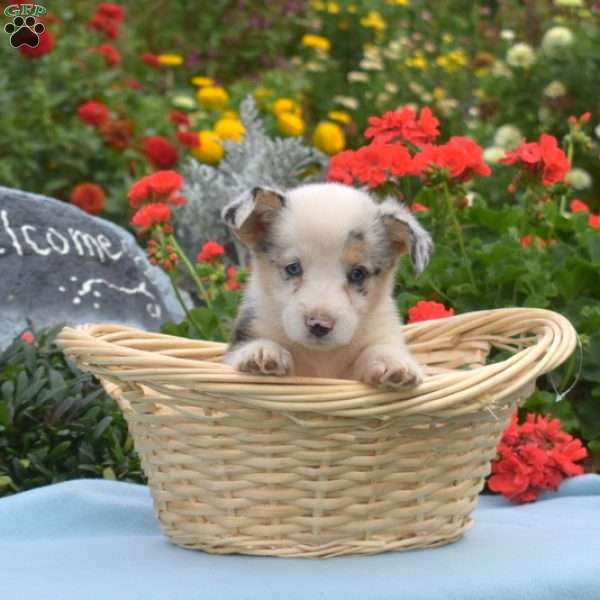 Lily Belle, Pembroke Welsh Corgi Puppy