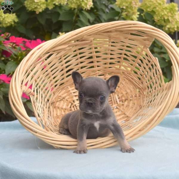 Lily Belle, French Bulldog Puppy