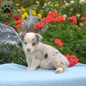 Lily Belle, Pembroke Welsh Corgi Puppy
